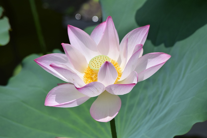 莲花，开花，百合，花，开花，开花植物，植物，花瓣