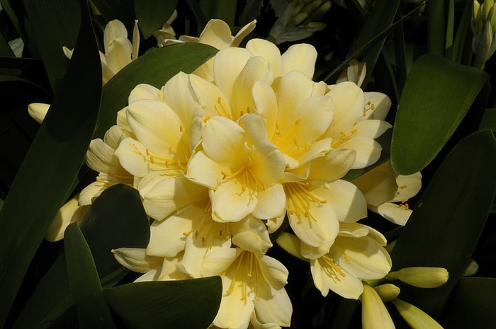 兰花，花，花，植物，自然，植物，花园，绿色