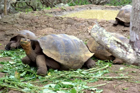 厄瓜多尔,波多黎各baquerizo moreno,口译中心,乌龟,动物,加拉帕戈斯,自然,海龟 厄瓜多尔,波多黎各baquerizo moreno,口译中心,乌龟,动物,加拉帕戈斯,自然,海龟