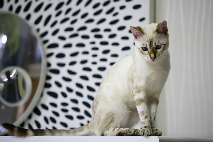 孟加拉猫，小猫，白猫，孟加拉，宠物，猫，猫照片，动物