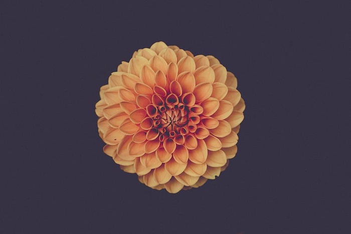 艺术，美丽，开花，开花，明亮，特写，色彩，色彩