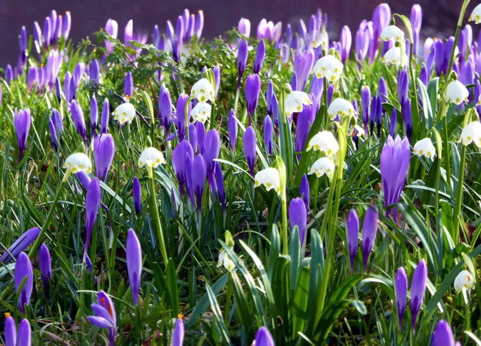 胡荽，春花，番红花，早花，春季草地，紫色，白色，花朵