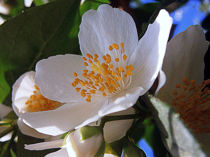 鲍尔茉莉，夏茉莉，假橙，茉莉，欧洲哨子灌木，淡色哨子灌木，philadelphus Coronal，温室绣球花