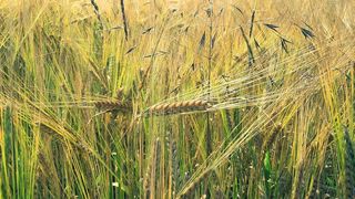 玉米田、大麦、谷物农业、收获、田地、天然植物、果冻、芒