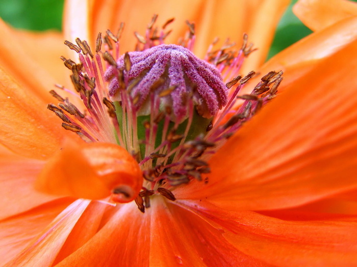 bloom，bloom，特写，flora，flower，macro，nature，petals