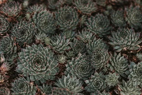 棕色,灰色,绿色,叶子,植物,肉质植物,生长,全框架 棕色,灰色,绿色,叶子,植物,肉质植物,生长,全框架