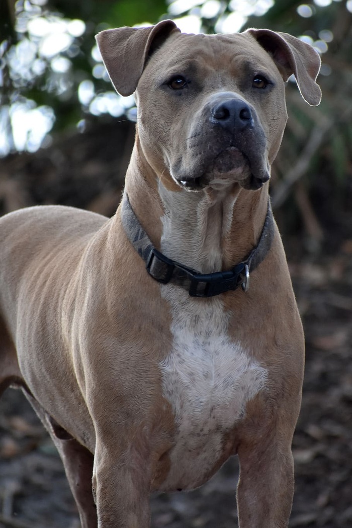 斗牛犬，狗，棕色，动物，肖像，家畜，哺乳动物，家畜
