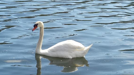 加拿大，多伦多，高公园，鸟，水，动物，湖，平静