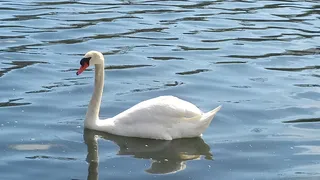 加拿大，多伦多，高公园，鸟，水，动物，湖，平静