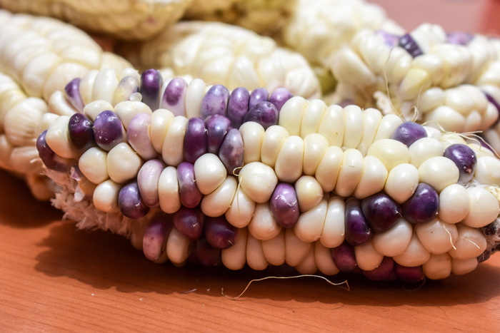 玉米、玉米芯、农业、美食、收获、静物画、特写、食品和饮料