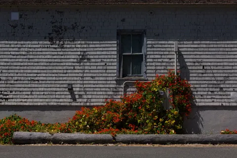 白色混凝土房屋，家居装饰，柏油路面，沥青，动物，鸟，窗户，小径