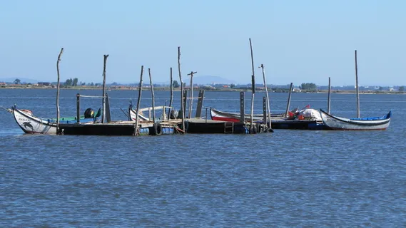 里亚德阿维罗葡萄牙里亚德阿维罗，葡萄牙阿维罗他们是风信子，航海船