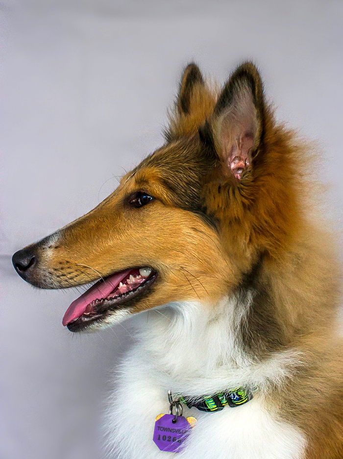 牧羊犬，狗，宠物，动物，获奖者，可爱的狗，一只动物，狗