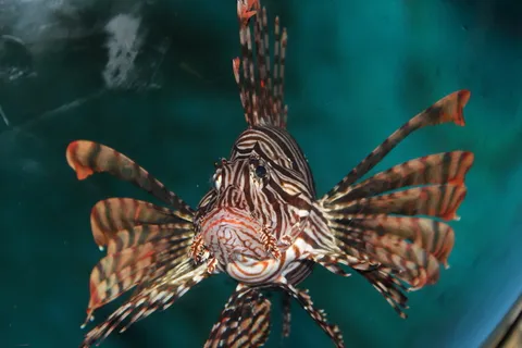 海洋鱼类，奇异，悲伤，野生动物，野生动物，动物主题，动物，海洋