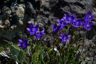 花, 自然, 宏, 春天的花朵, 植物, 鲜花, 叶子是, 春天