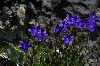 花, 自然, 宏, 春天的花朵, 植物, 鲜花, 叶子是, 春天