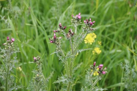 粉色，紫色，花朵，植物，自然，花朵，绿色，粉色花朵