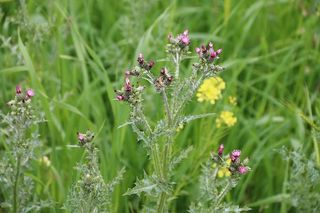 粉色，紫色，花朵，植物，自然，花朵，绿色，粉色花朵