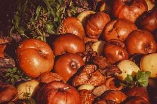 苹果、意外之财、水果、懒惰、水果、果仁、柚子、不适合人类食用