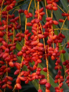 棕榈果, 棕榈种子, 海枣, 凤凰棕榈, 棕榈树, 棕榈, 红色, 枣果 棕榈果, 棕榈种子, 海枣, 凤凰棕榈, 棕榈树, 棕榈, 红色, 枣果