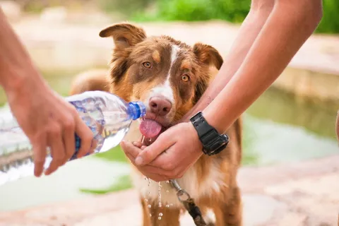 成年,棕褐色,白人,澳大利亚牧羊犬,狗,助犬,口渴狗,动物 成年,棕褐色,白人,澳大利亚牧羊犬,狗,助犬,口渴狗,动物
