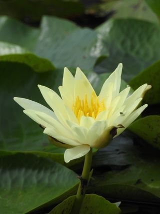 澳大利亚，gympie，花卉，开花植物，脆弱性，脆弱性，植物，大自然之美