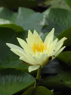澳大利亚,gympie,花卉,开花植物,脆弱性,脆弱性,植物,大自然之美 澳大利亚,gympie,花卉,开花植物,脆弱性,脆弱性,植物,大自然之美