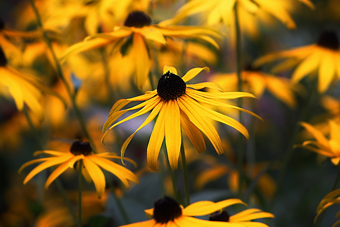 coneflower、flower、黑眼苏珊、rudbeckia、nature、petal、脆性、黑眼苏珊