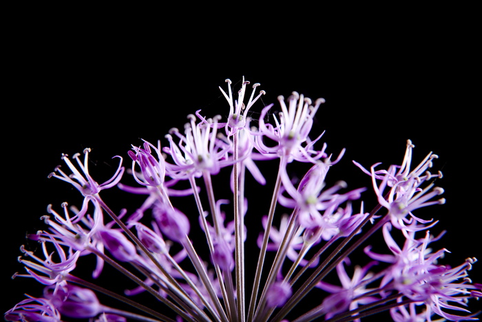 con2011, 美丽, 花, 鲜花, 自然, 花瓣, 春天, 黑色背景