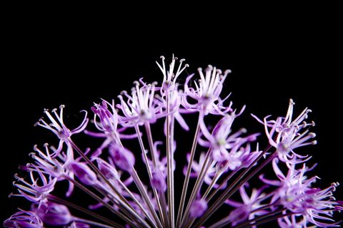 con2011, 美丽, 花, 鲜花, 自然, 花瓣, 春天, 黑色背景