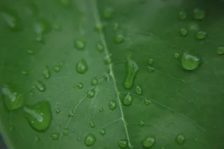 绿叶，感恩节背景，退伍军人节，烟花背景，简历，夏令时，下降，叶