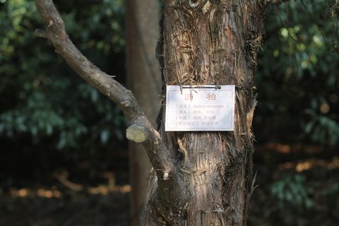 圆柏，树，引种，植物，树，树干，树干，关注前景