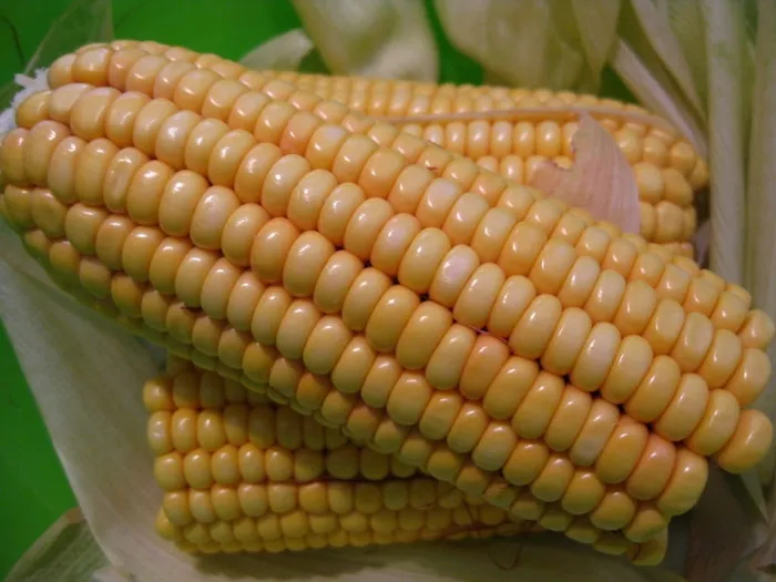 玉米棒，玉米，甜玉米，食物，植物，蔬菜，鱼，玉米粒
