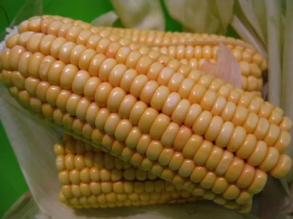 玉米棒,玉米,甜玉米,食物,植物,蔬菜,鱼,玉米粒 玉米棒,玉米,甜玉米,食物,植物,蔬菜,鱼,玉米粒