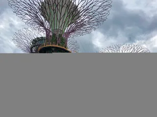 新加坡，海湾花园，树，植物，自然，天空，云天，建筑