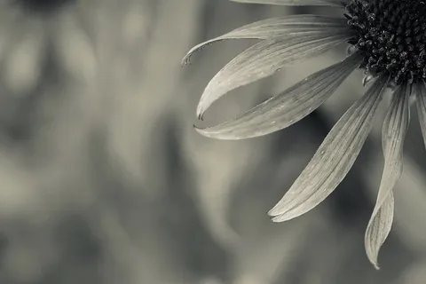 花，开花，开花，一年生，花，头，生长，植物