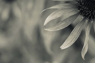 花，开花，开花，一年生，花，头，生长，植物