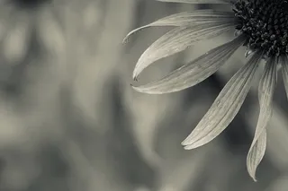 花，开花，开花，一年生，花，头，生长，植物