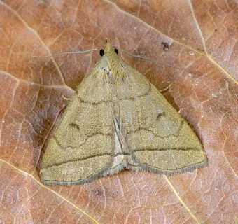 扇形足、蛾类、图案、翅膀、天线、鳞片、夜间、野生动物