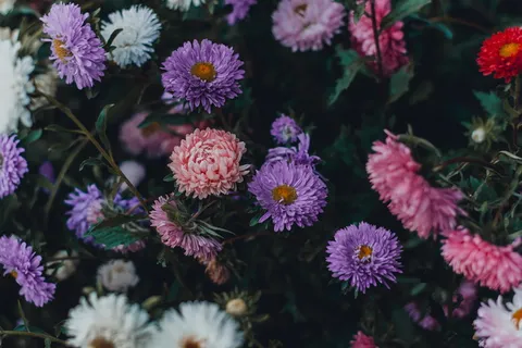 紫色和粉红色花瓣的花 紫色和粉红色花瓣的花