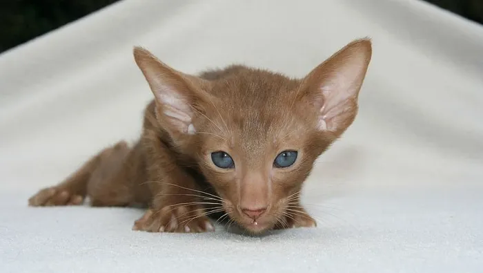 短外套，棕色，小猫照片，小猫，猫宝宝，幼小动物，好斗，狩猎