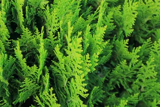 摩尔多瓦，奥拉内斯蒂，绿色，夏天，秋天，秋天，树，自然