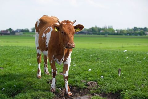 农业、奶牛、牧场、农场、草地、春天、荷兰奶牛、哺乳动物