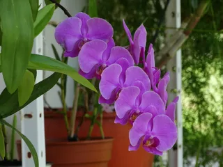 兰花，花，辣椒，植物，花，开花植物，自然之美，新鲜