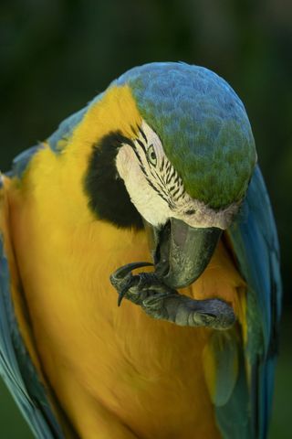 蓝黄相间的金刚鹦鹉在舔它的爪子