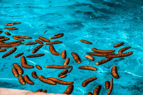 海，海洋，水体，淹没，水，动物主题，蓝色，游泳