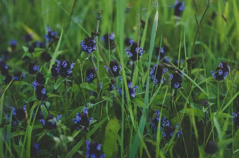 紫花 紫花