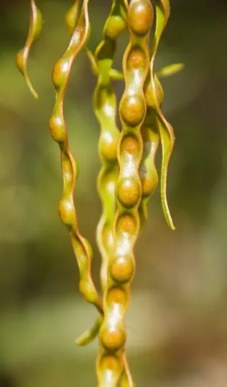 金合欢，金合欢，种子，豆荚，澳大利亚本土，树，特写，没有人