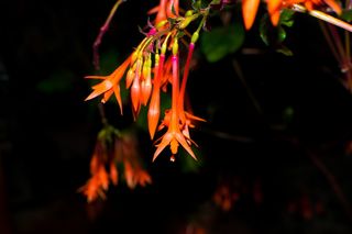 深色、flora、flowers、macro、橙色、秋季、nature、tree