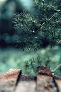 选择性聚焦,植物,生长,自然,无人,日,特写,树 选择性聚焦,植物,生长,自然,无人,日,特写,树